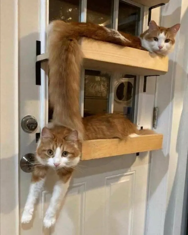 28 уморительных котиков для поднятия настроения