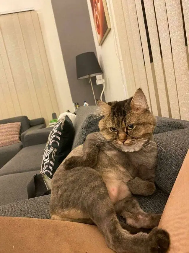 28 уморительных котиков для поднятия настроения