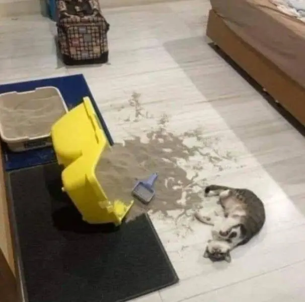 28 уморительных котиков для поднятия настроения