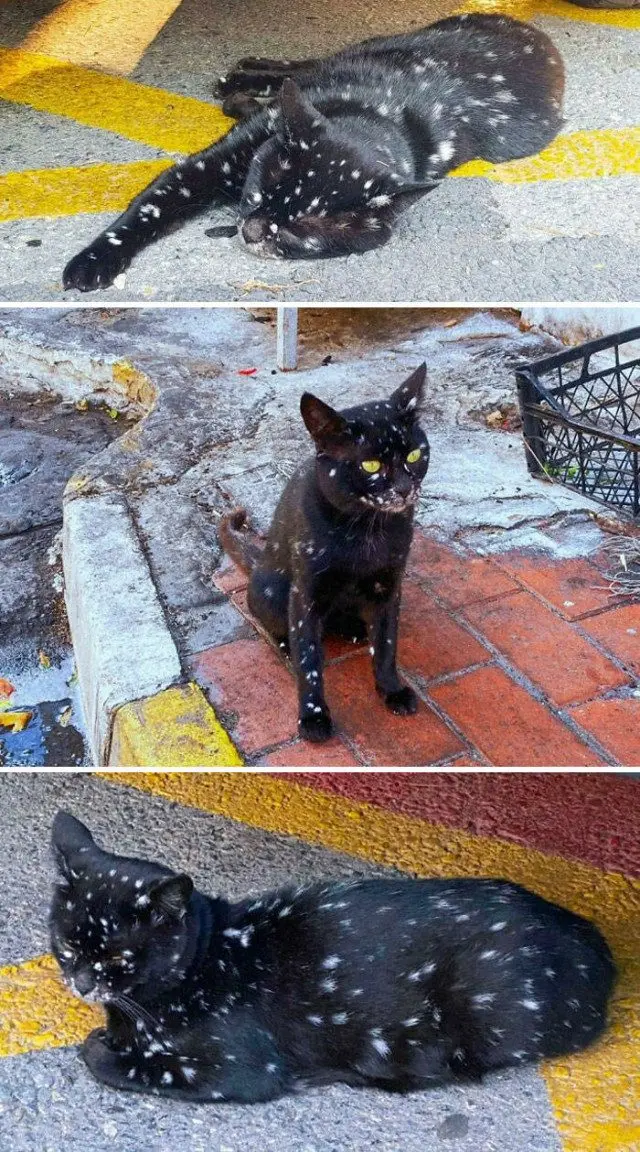 28 уморительных котиков для поднятия настроения