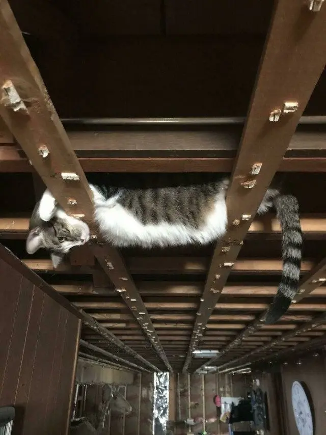 28 уморительных котиков для поднятия настроения