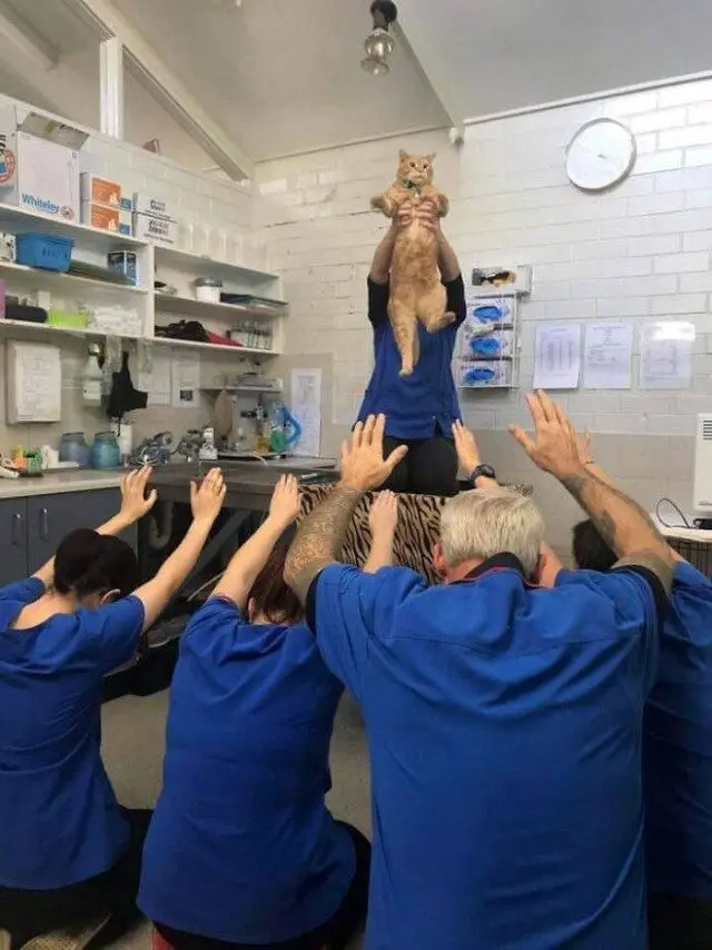 28 уморительных котиков для поднятия настроения