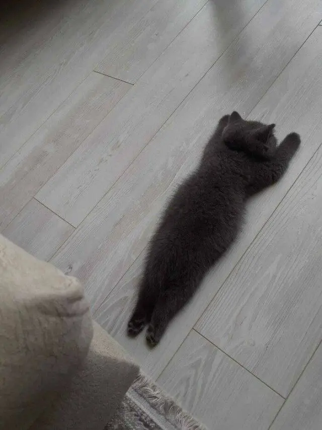 28 уморительных котиков для поднятия настроения