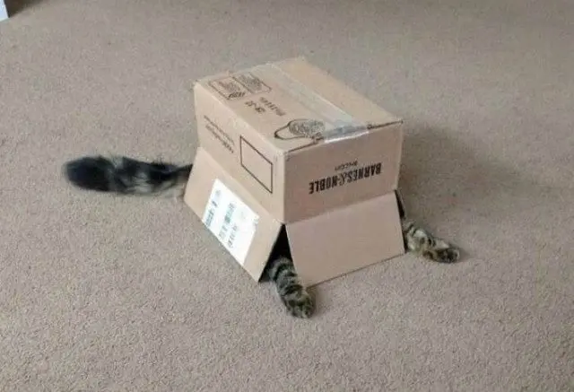 28 уморительных котиков для поднятия настроения