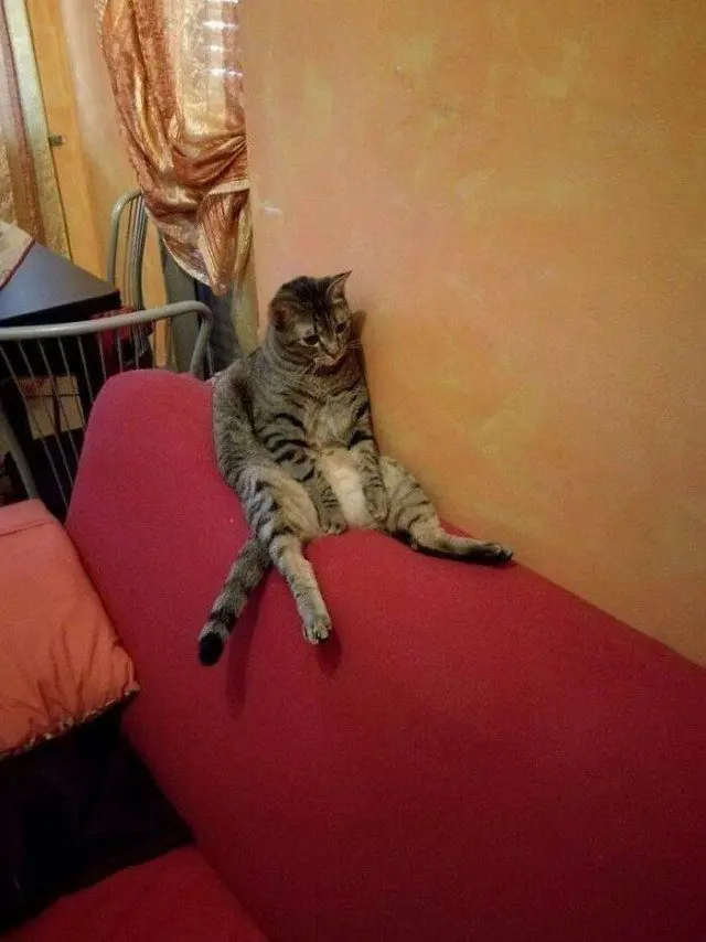 28 уморительных котиков для поднятия настроения