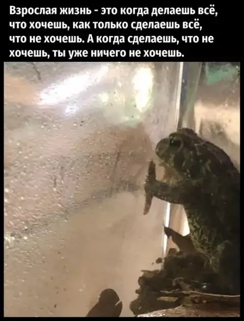 Свежая порция юмора: мемы и прикольные картинки для отличного настроения