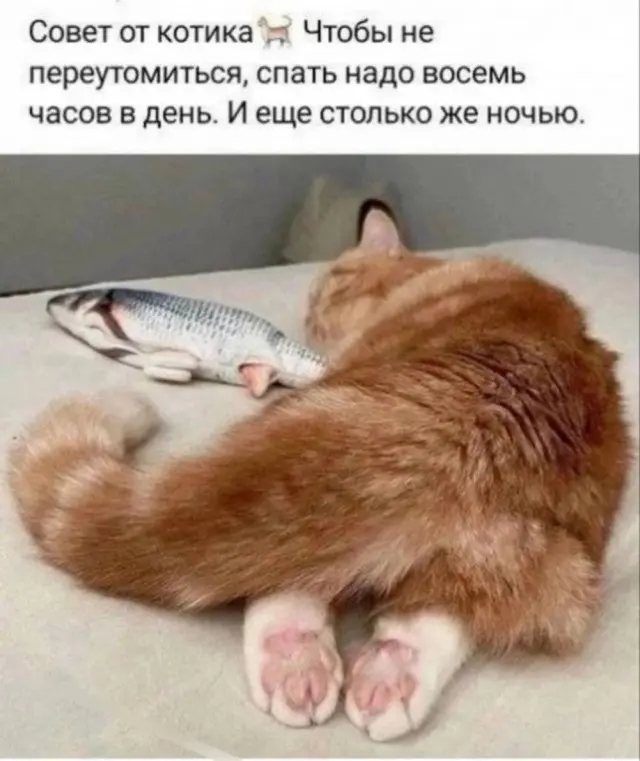 Свежая порция юмора: мемы и прикольные картинки для отличного настроения