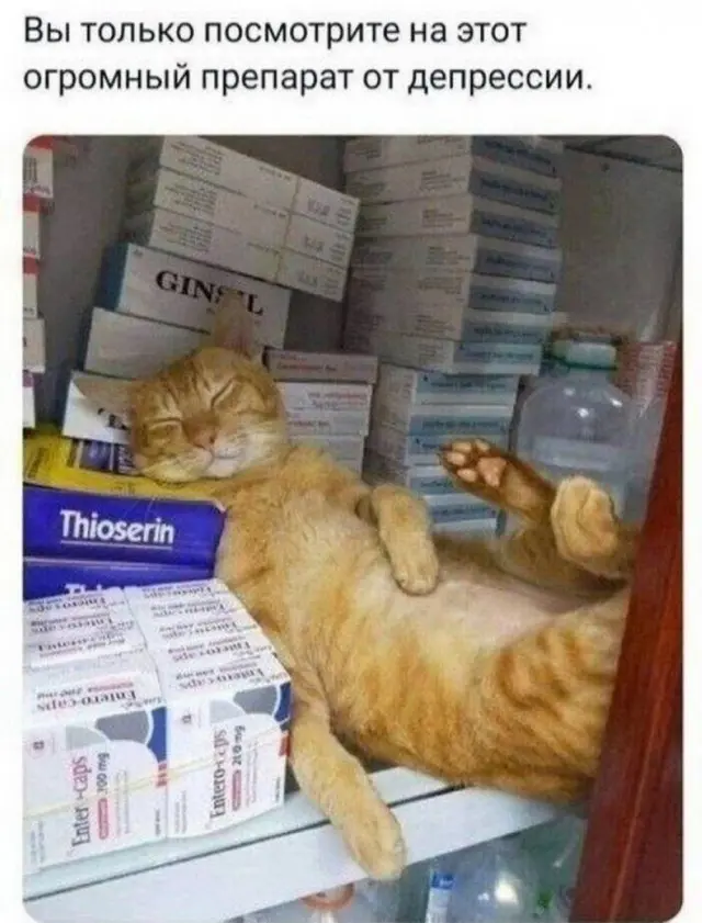 Свежая порция юмора: мемы и прикольные картинки для отличного настроения