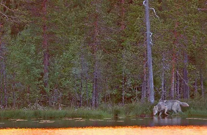 Удивительная красота: подборка фотографий животных, от которых становится тепло на душе