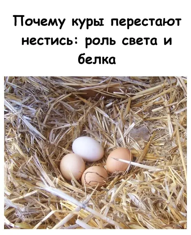 Почему куры перестают нестись: разбираем главные причины