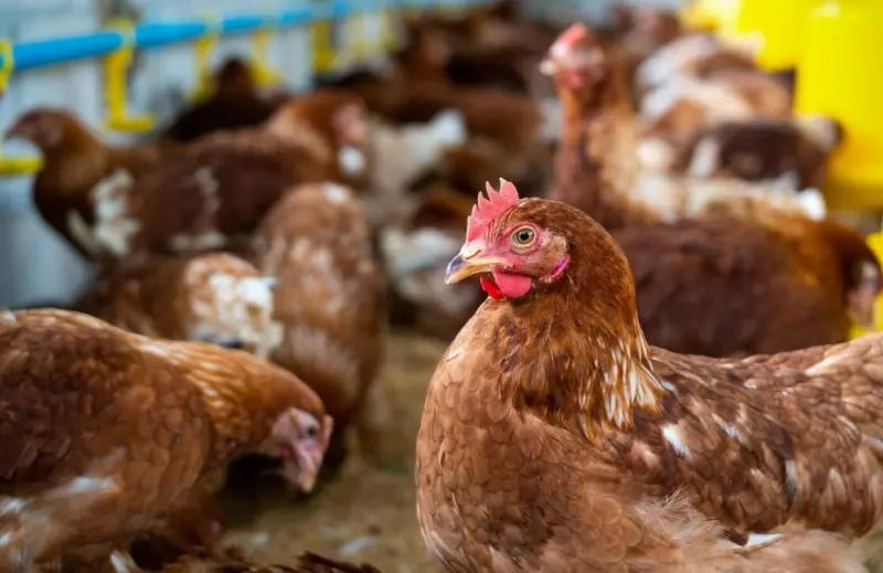 Почему куры перестают нестись: разбираем главные причины