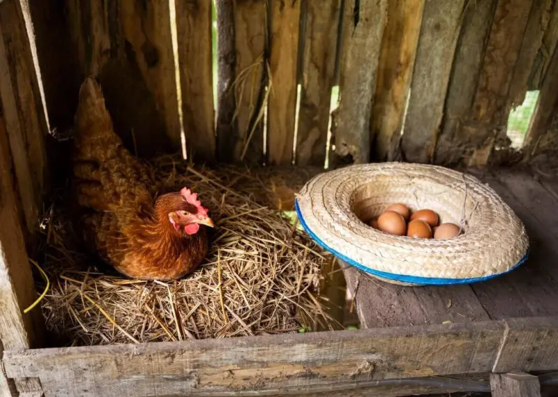 Почему куры перестают нестись: разбираем главные причины