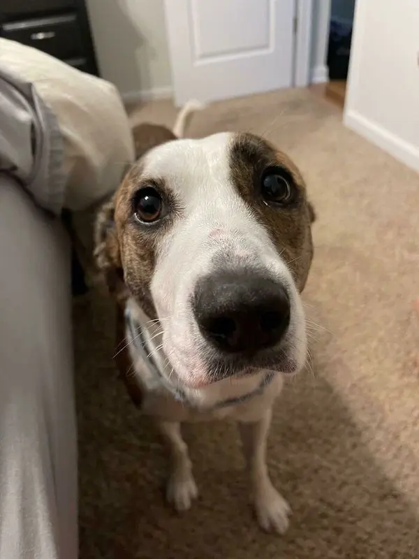 Как преображаются спасенные животные: истории добра в фотографиях