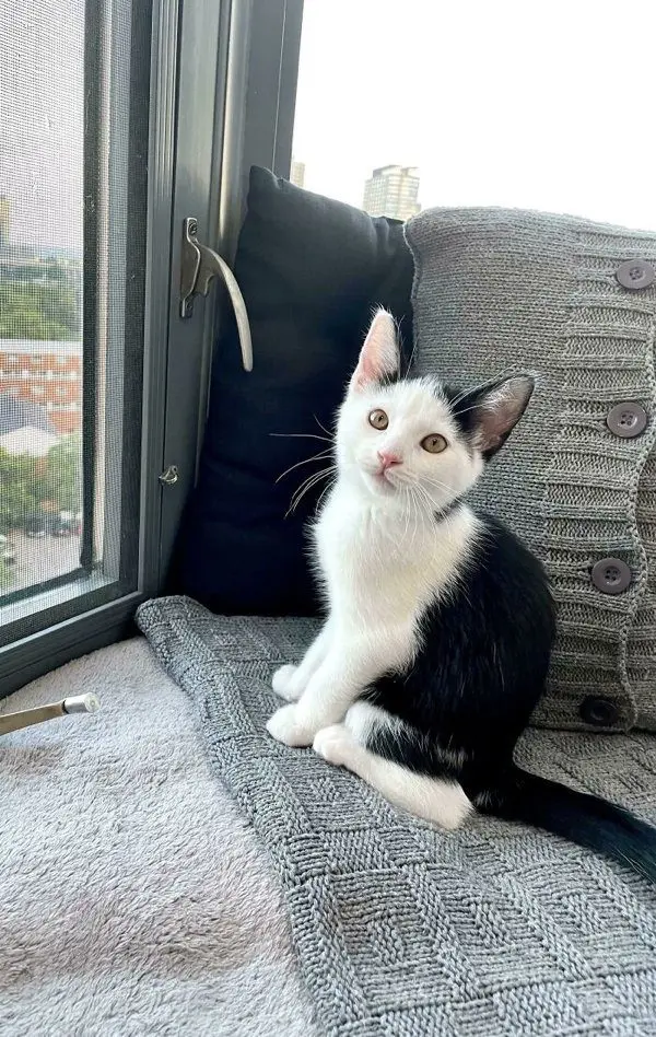 Как преображаются спасенные животные: истории добра в фотографиях