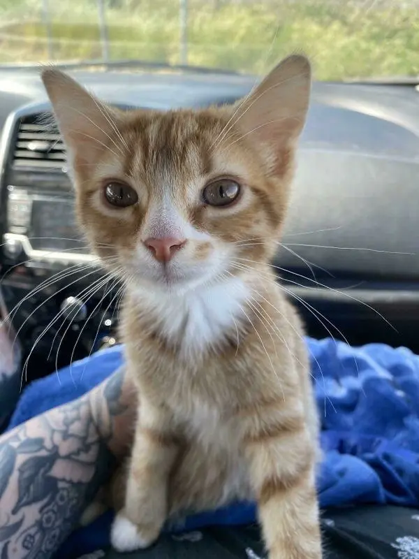 Как преображаются спасенные животные: истории добра в фотографиях