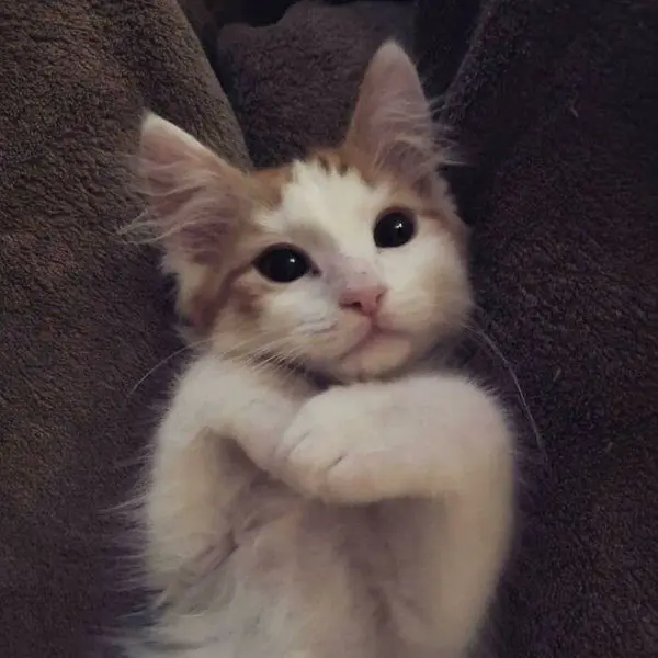 Как преображаются спасенные животные: истории добра в фотографиях