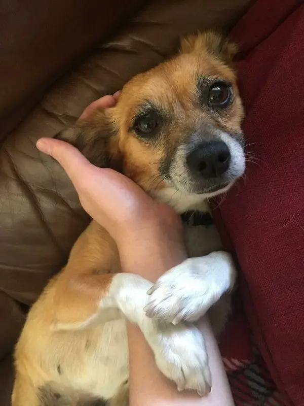 Преображение бездомных животных: истории спасения и счастливые морды Как преображаются спасенные животные: истории добра в фотографиях