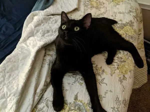 Как преображаются спасенные животные: истории добра в фотографиях