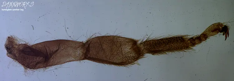 Скрытая вселенная: 17 макроснимков, раскрывающих невидимые детали мира