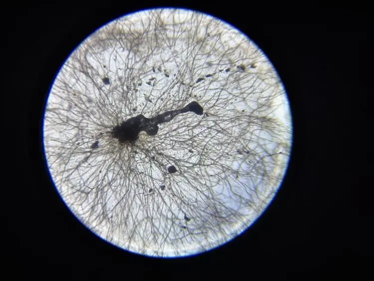 Скрытая вселенная: 17 макроснимков, раскрывающих невидимые детали мира