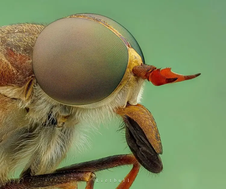 Скрытая вселенная: 17 макроснимков, раскрывающих невидимые детали мира
