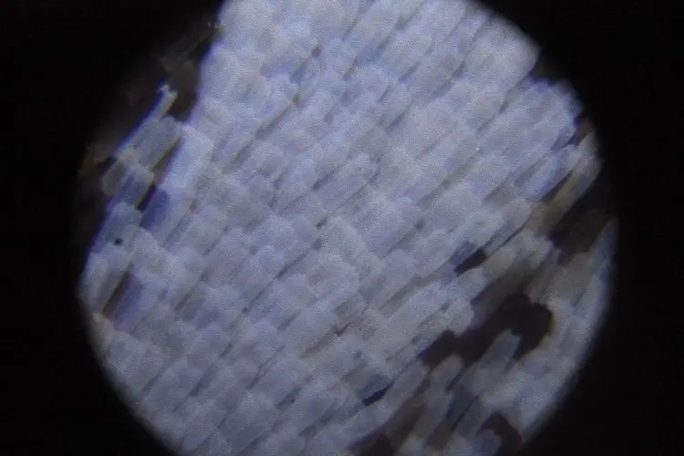 Скрытая вселенная: 17 макроснимков, раскрывающих невидимые детали мира