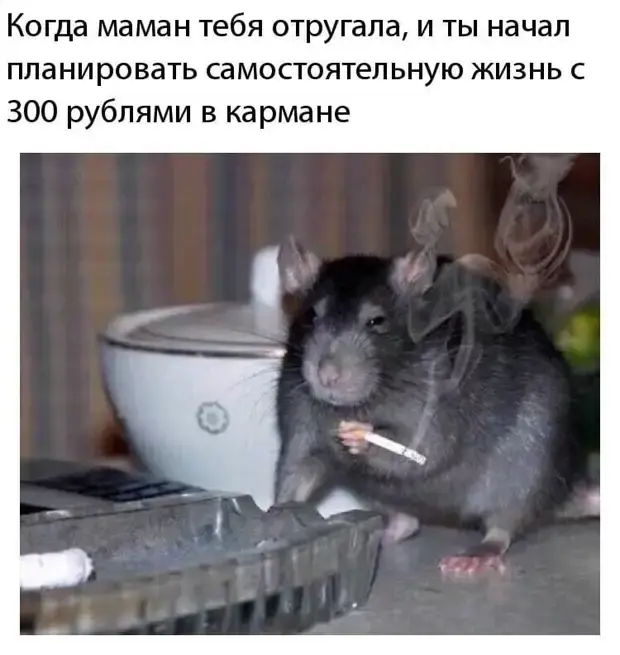 Коротко и ясно: сборник ироничных историй из жизни