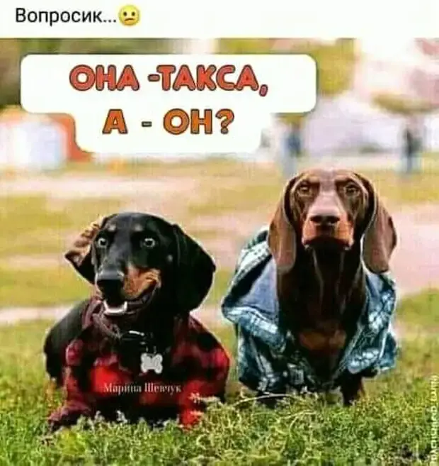 Коротко и ясно: сборник ироничных историй из жизни