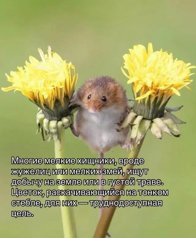 Мышь-малютка: Самый маленький и очаровательный грызун на планете