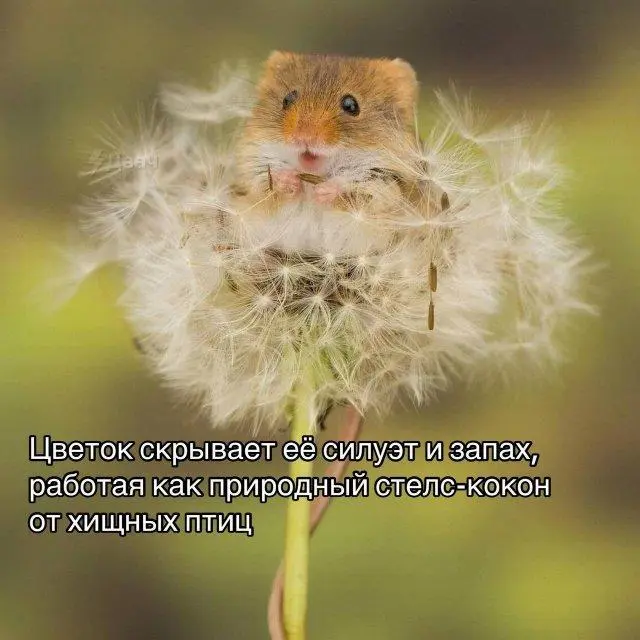 Мышь-малютка: Самый маленький и очаровательный грызун на планете