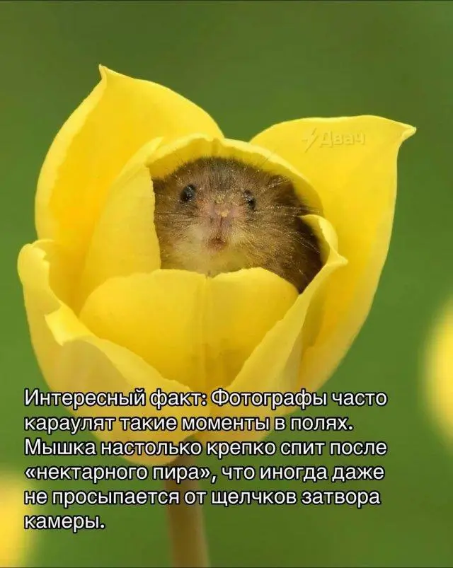 Мышь-малютка: Самый маленький и очаровательный грызун на планете