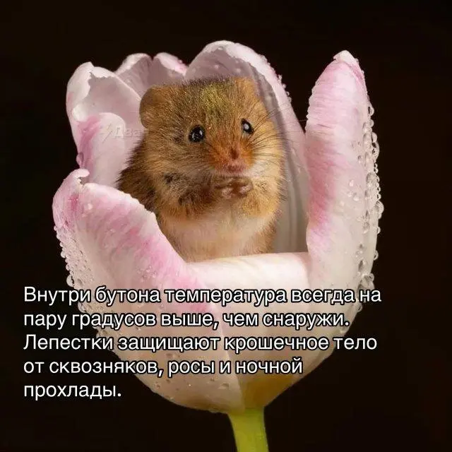 Мышь-малютка: Самый маленький и очаровательный грызун на планете