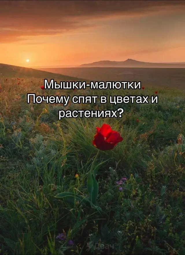 Мышь-малютка: Самый маленький и очаровательный грызун на планете