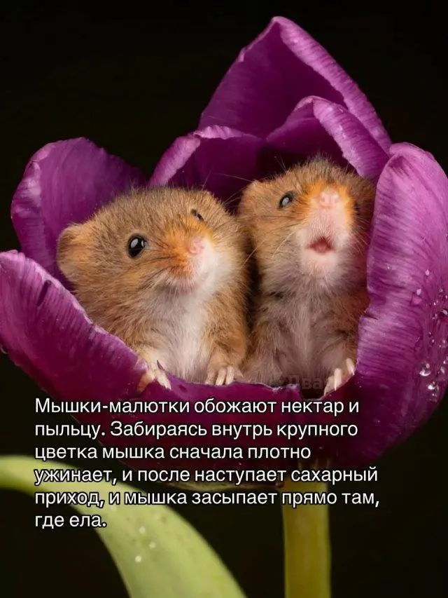 Мышь-малютка: Самый маленький и очаровательный грызун на планете