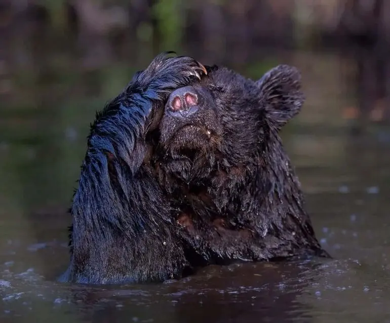 Лучшие смешные фото природы: победители конкурса 2025 года