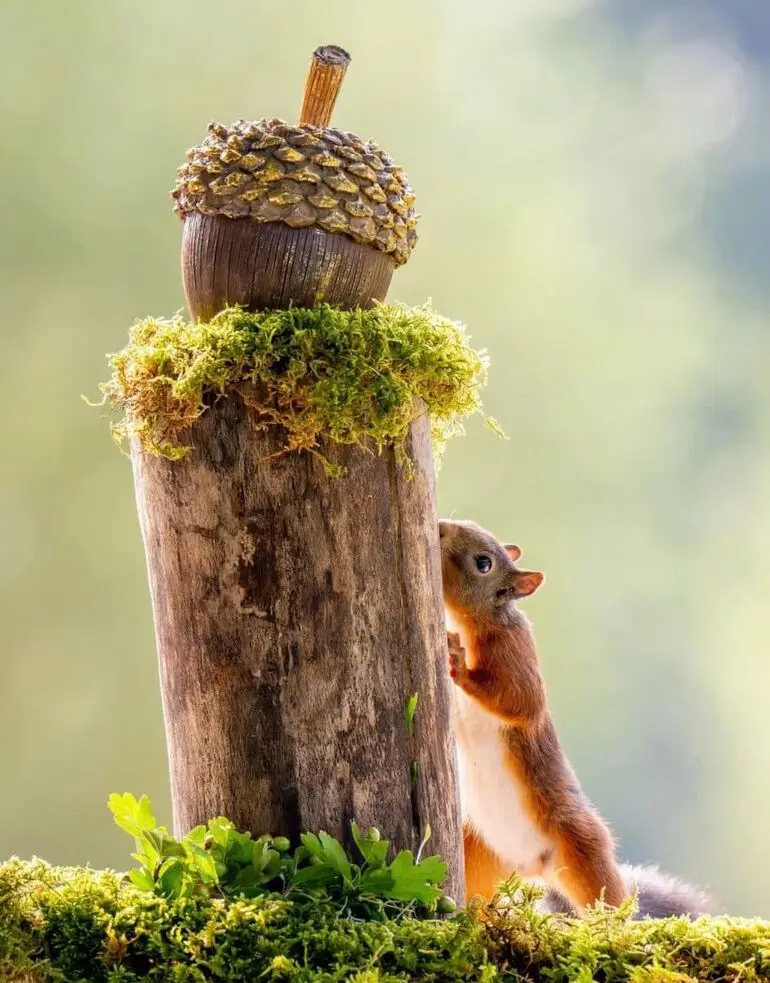 Лучшие смешные фото природы: победители конкурса 2025 года