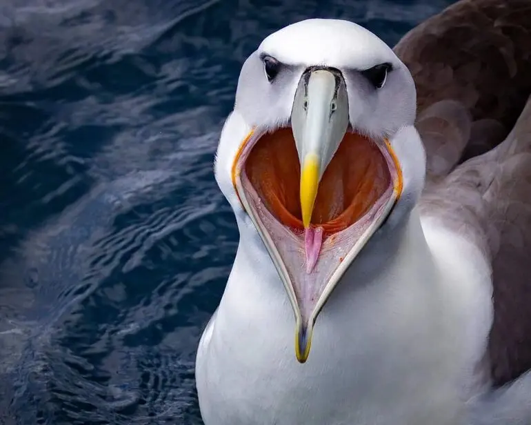 Лучшие смешные фото природы: победители конкурса 2025 года