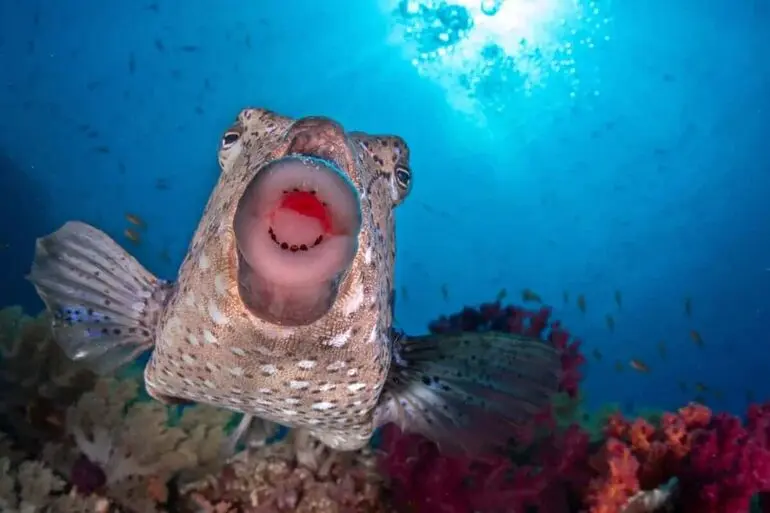 Лучшие смешные фото природы: победители конкурса 2025 года