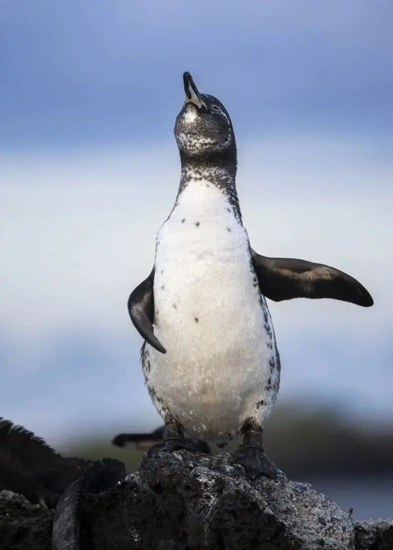 Лучшие смешные фото природы: победители конкурса 2025 года