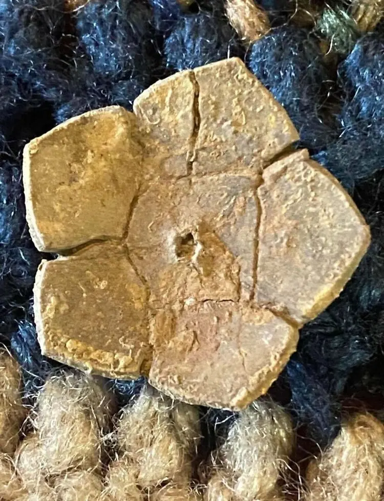 Застывшее время: 16 удивительных окаменелостей, найденных людьми