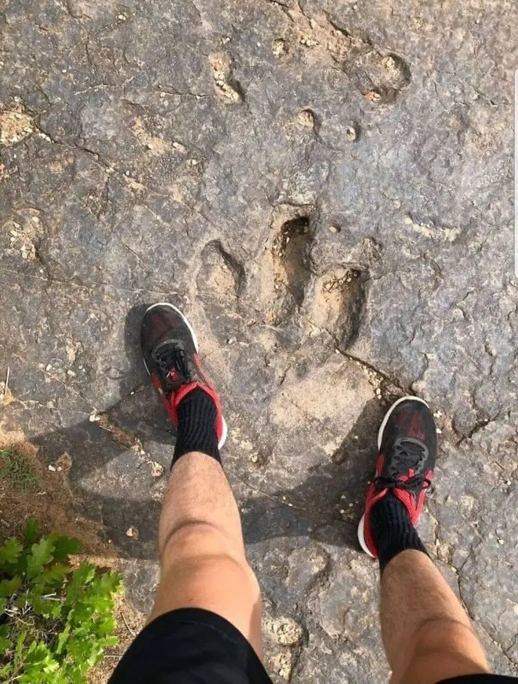 Застывшее время: 16 удивительных окаменелостей, найденных людьми