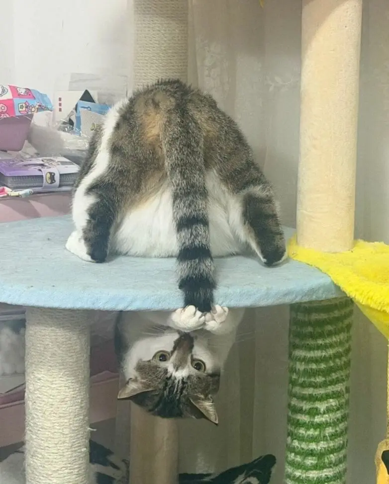 Животные, которые живут по своим законам: подборка трогательных и забавных фото