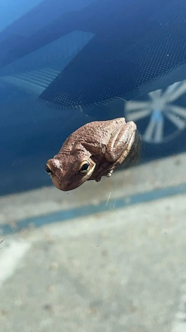 Животные, которые живут по своим законам: подборка трогательных и забавных фото