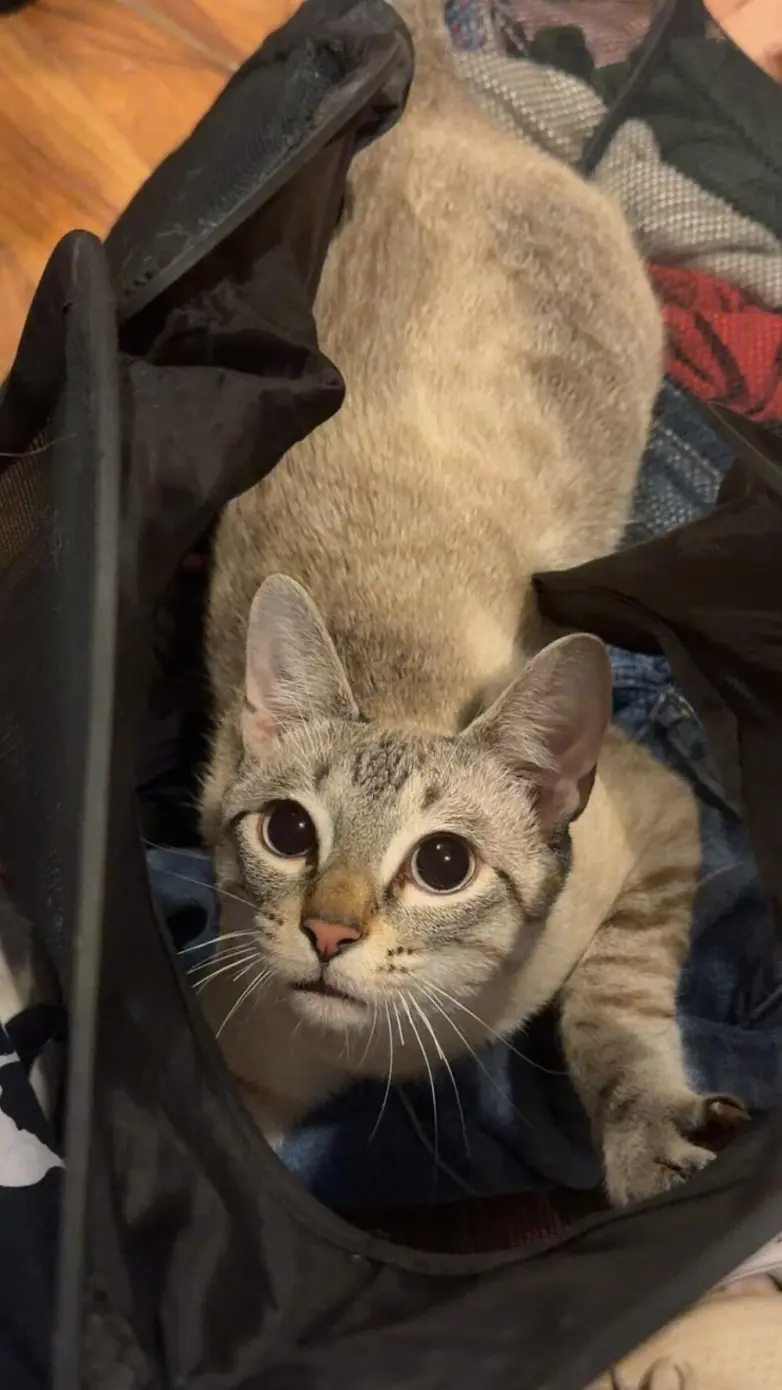 Животные, которые живут по своим законам: подборка трогательных и забавных фото