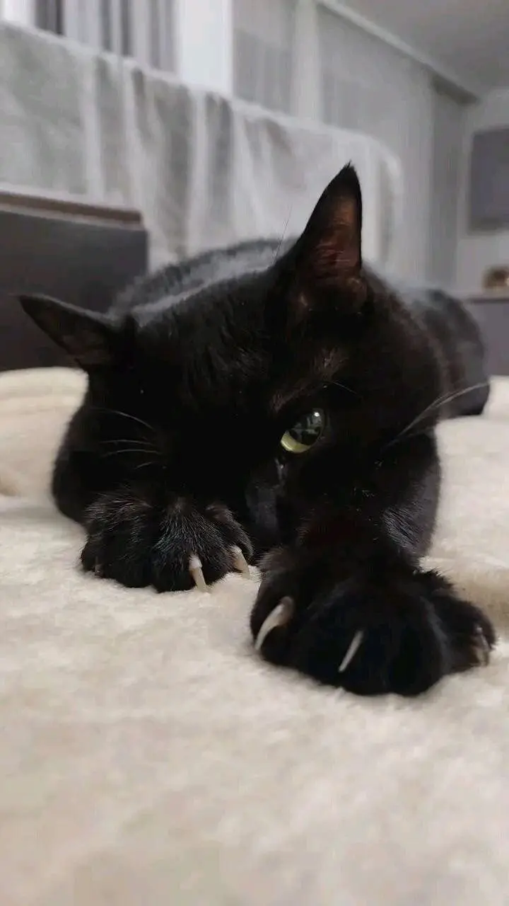 Животные, которые живут по своим законам: подборка трогательных и забавных фото