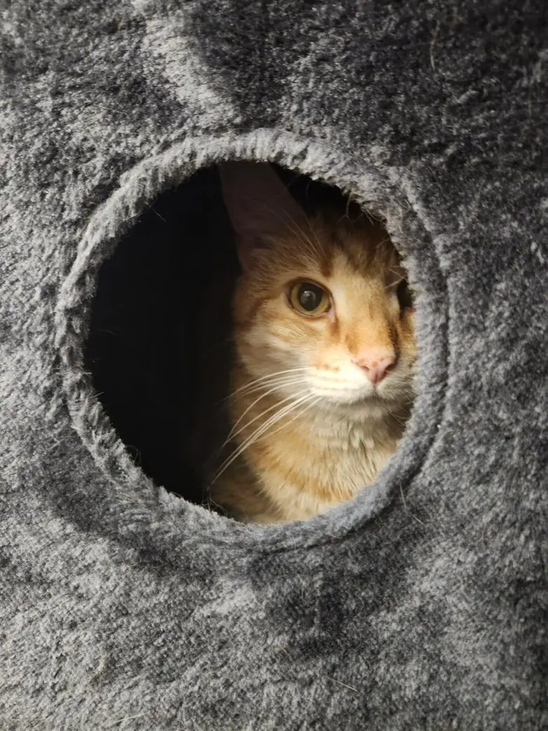 Животные, которые живут по своим законам: подборка трогательных и забавных фото