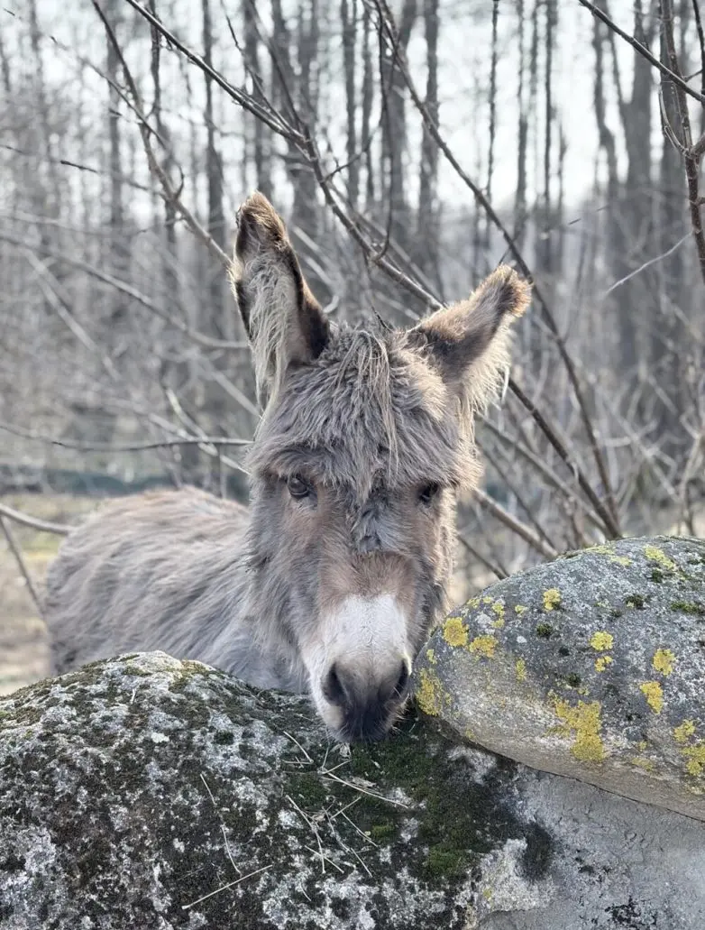 Животные, которые живут по своим законам: подборка трогательных и забавных фото