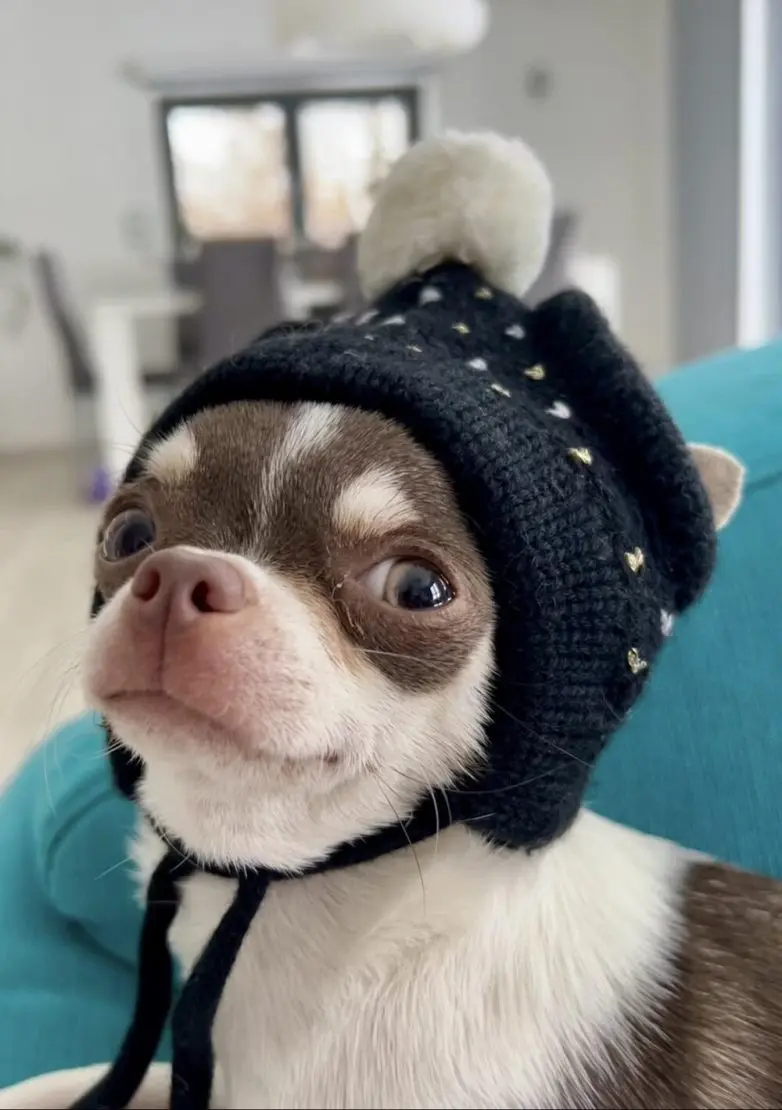 Животные, которые живут по своим законам: подборка трогательных и забавных фото