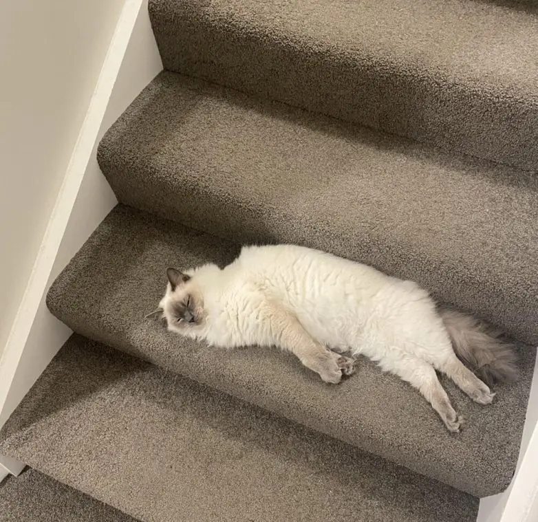 Животные, которые живут по своим законам: подборка трогательных и забавных фото