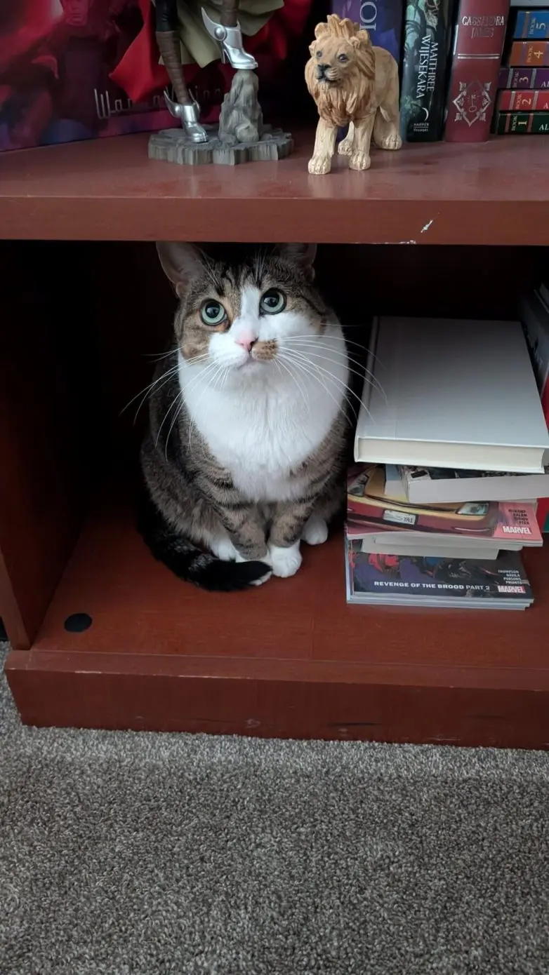 Животные, которые живут по своим законам: подборка трогательных и забавных фото